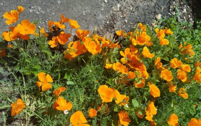 Dix semaines étonnantes