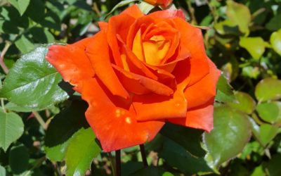 25 ans de vie religieuse missionnaire